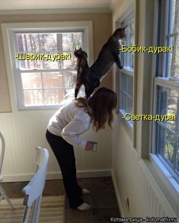 Котоматрицы (картинки с надписями)