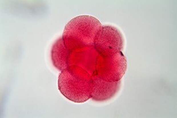 Egg cell under microscope. Image credit: Shutterstock.com