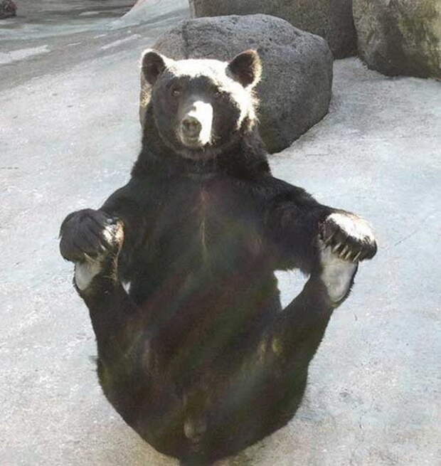 Смешные медведи
