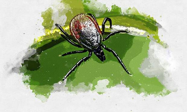 В Орловской области жертвами клещей стали 11 детей