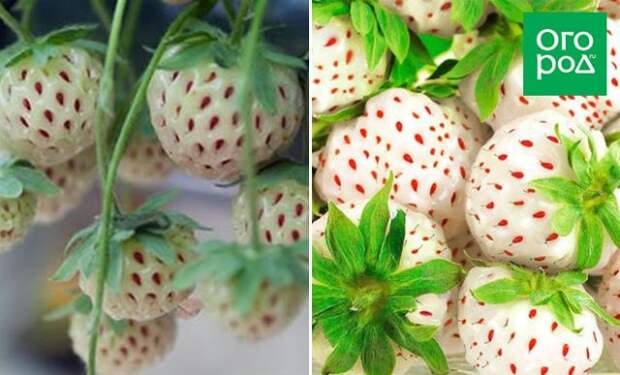 Пайнберри (Pineberry, Ананасная)