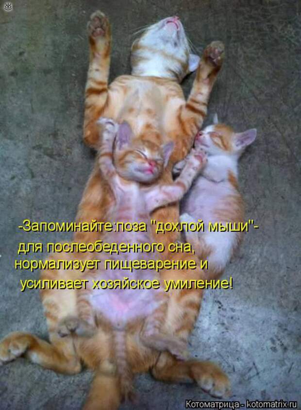 Чудная котоматрица 24