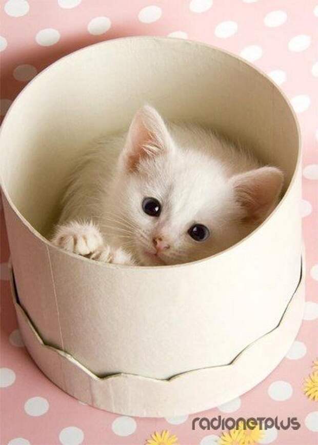 Эти смешные животные