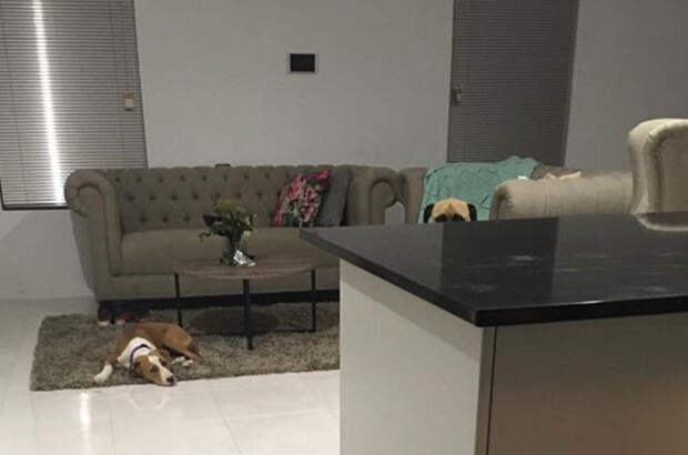 dog9