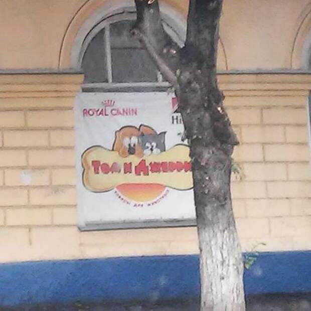 Том и Джерри? Том и Джерри? бывает же, прикол, странности, хрень