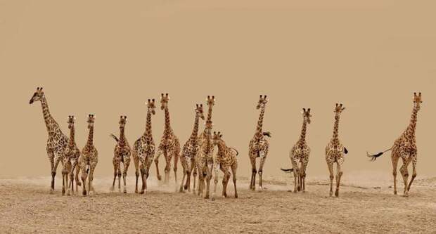 sony-world-photography-awards-2013 (7)