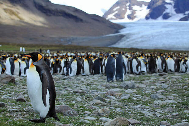Королевские пингвины на побережье острова Южная Георгия.