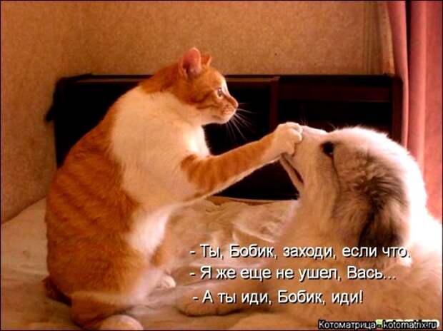 1395372367_kotomatritsa_ls
