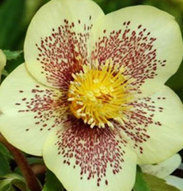 Морозник (Lenten Rose - Golden Sunrise)