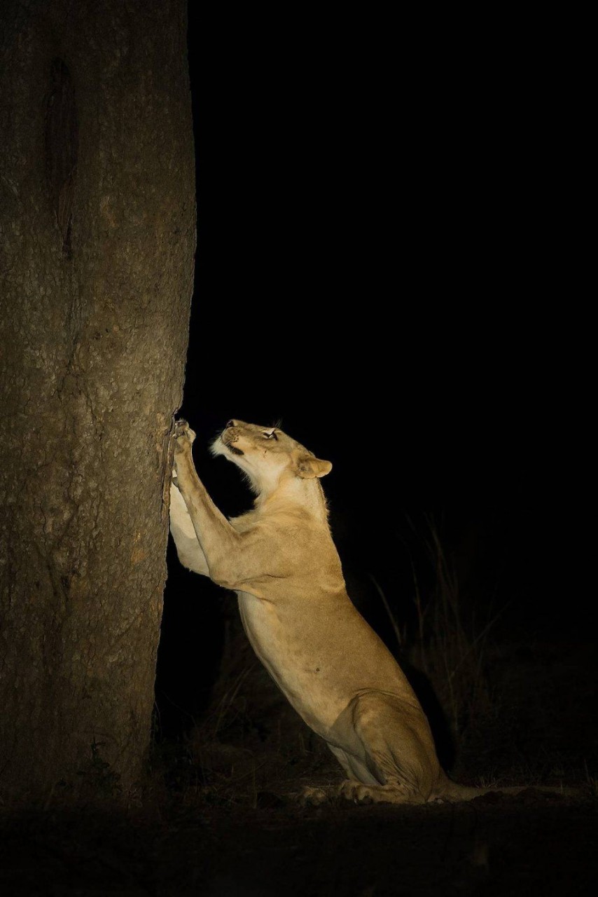 Comedy Wildlife Photo Awards 7