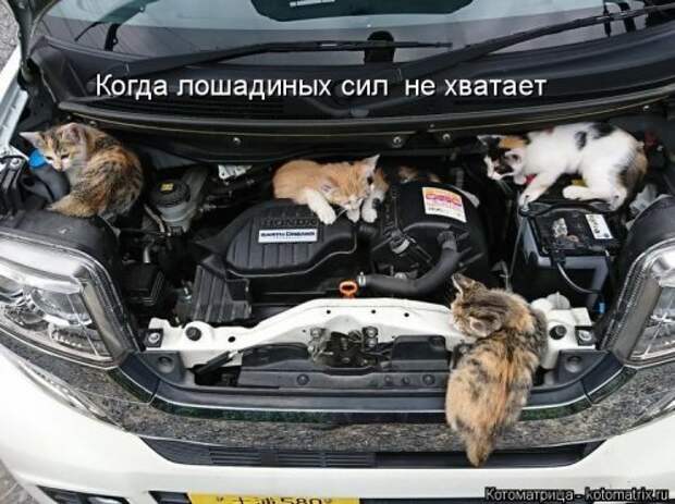 Новая и прикольная котоматрица на 22 сентября (29 фото)