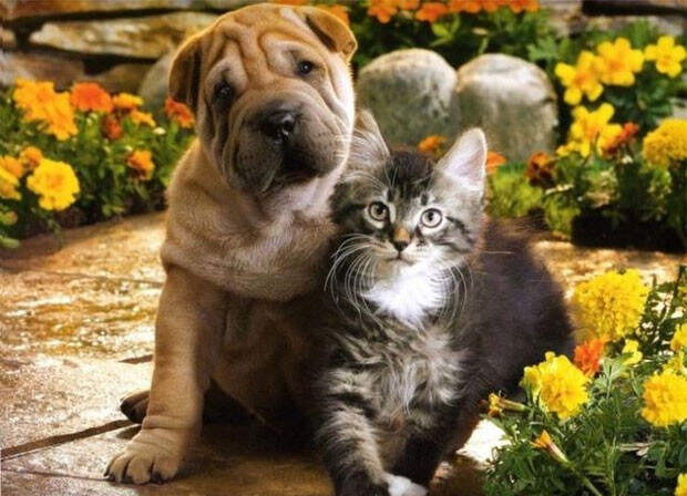 Кошка и собака в одной квартире. Любовь или война?  дружба, животные, кошки, собаки