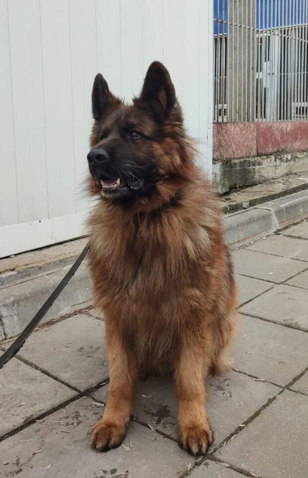 В Тульском УМВД ищут хозяев для овчарки-пенсионера
