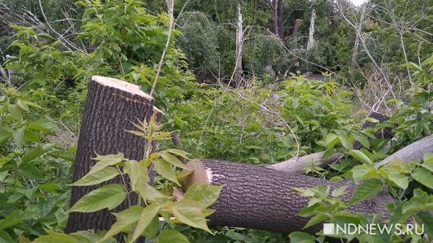 Прокуратура хочет отобрать у властей Екатеринбурга право определять ущерб от вырубки деревьев