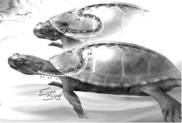 4. Чтобы спрятать или вытащить голову из панциря, черепахе нужно «укоротить» или «удлинить» позвоночник факты, черепаха