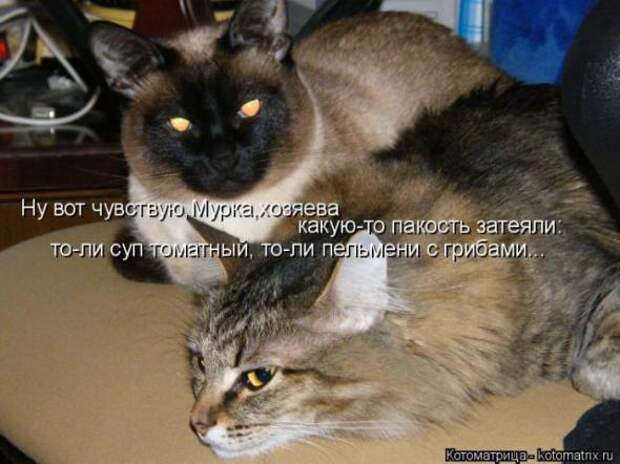 Котоматрицы (картинки с надписями)