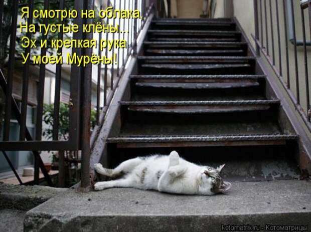 Лучшая котоматрица недели (30 фото)