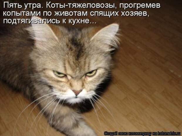 Свежий сборник котоматриц (34 шт)