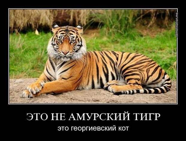 Демотиваторы демотиваторы, прикол, смех, юмор