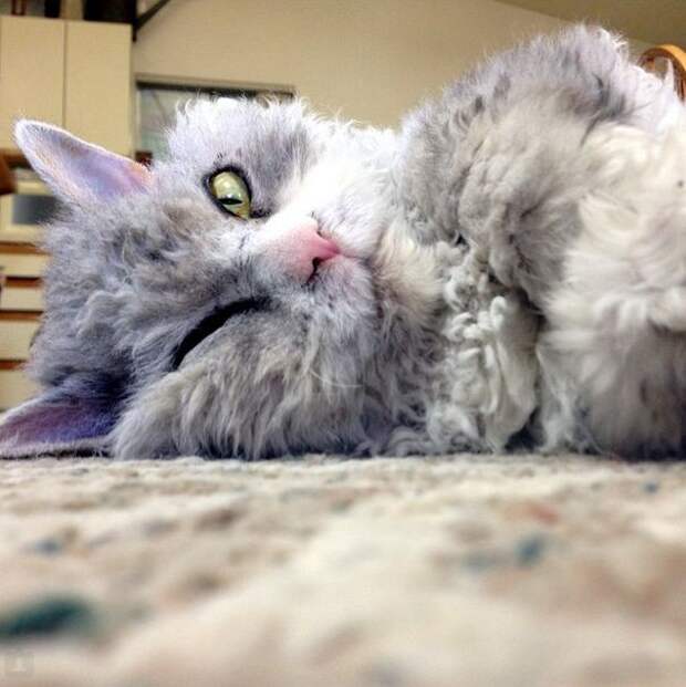 Альберт – самый суровый кот в мире Альберт, животные, кот