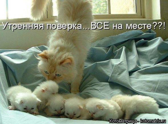 Котоматрицы(картинки с надписями)
