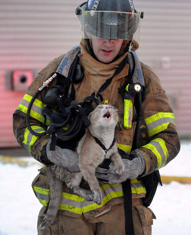 Frightened Cat Is Safe Now
