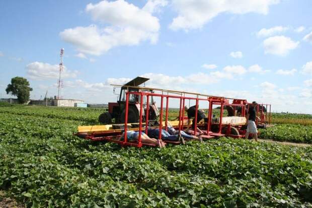 Инновационный комбайн по сбору огурцов  белорусия, инновации, камбаин, огурцы, урожай, юмор