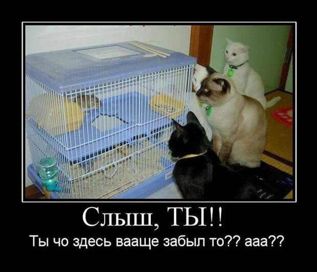 Демотиваторы демотиваторы, картинки, приколы