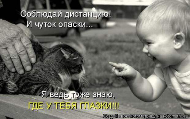 Котоматрицы(картинки с надписями)