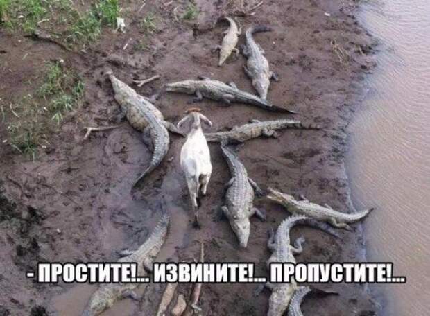 Анекдоты онлайн (12 шт)