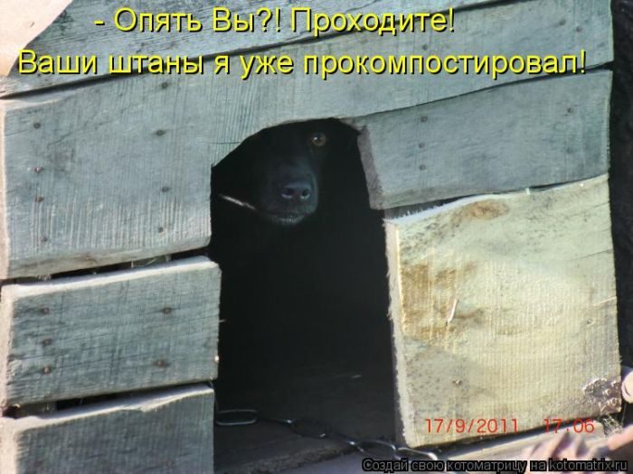 Лучшие котоматрицы недели