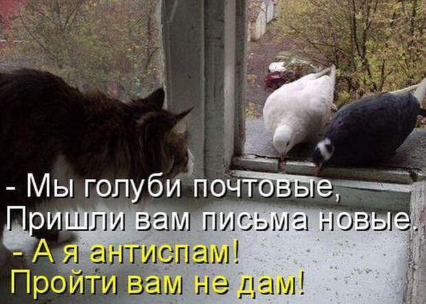 Смешные животные из КотоМатрицы (49 шт.)