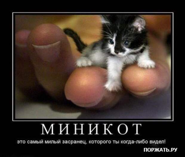 Демотиваторы про котэ (30 фотэ)