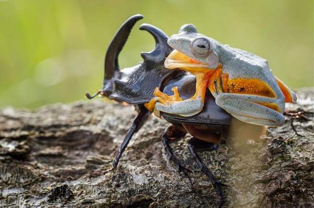 Mandatory Credit: Photo by Hendy MP/Solent News/REX Shutterstock (4436027b) The frog riding on top of the beetle Frog rides a beetle like a rodeo cowboy on a bull, Sambas, Indonesia - Jan 2015 Like a cowboy riding a bull, this frog appeared to have a wild ride after it hopped aboard a beetle. At one point the daring amphibian appeared to be having the time of its life as it clung on with one hand in the air. And it managed to stay in place for around five minutes before eventually crawling off. Photographer Hendy Mp captured the unique moment near his house in Sambas, Indonesia. The 25-year-old said: "It was such an amazing moment, the frog just saw the beetle and decided to crawl on top. "It looked like the frog was a cowboy riding a bull and it even put its right leg in the air. "The frog was on the beetle for five minutes and the insect was just happily running around."