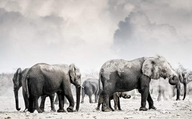 Африканские слоны в фотографиях Peter Delaney