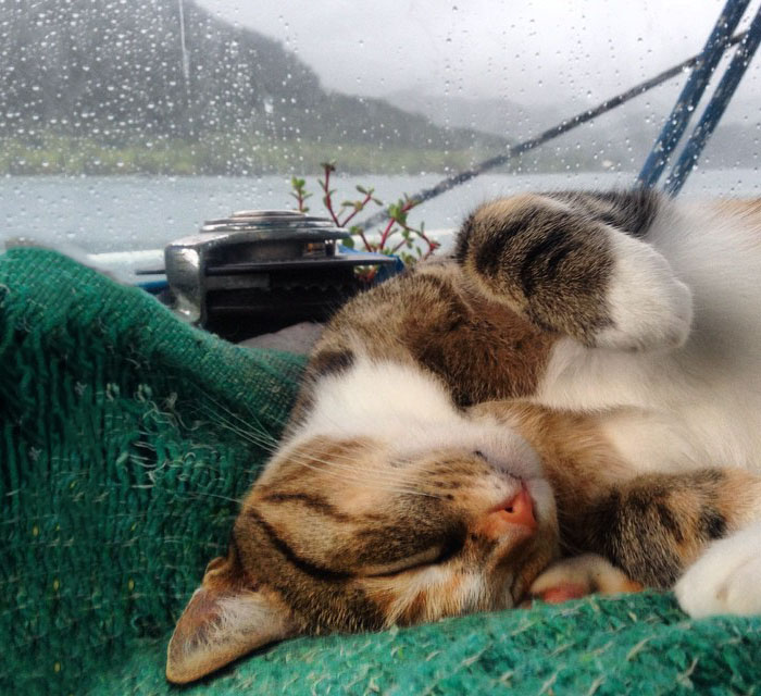 sailing-cat-travelling-world-liz-clark-53