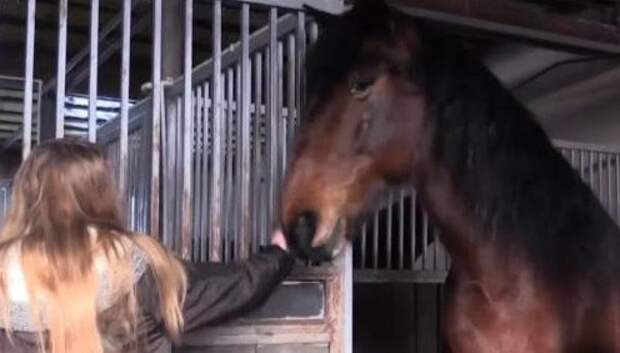 На Урале школьница выкупила полицейского коня, списанного на убой добрые люди, животные, истории, лошадь, спасение