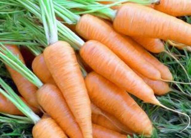 сеем морковь