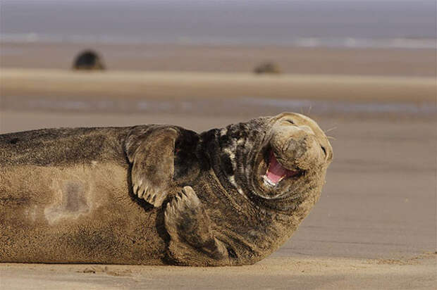 улыбающийся тюлень