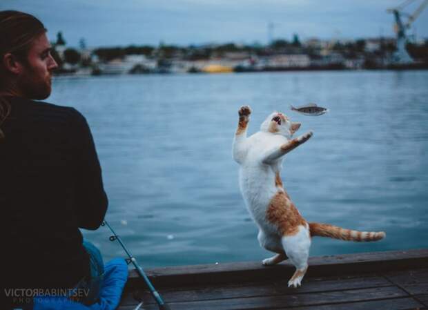 Прикольные картинки. Вечерний выпуск (54 фото)