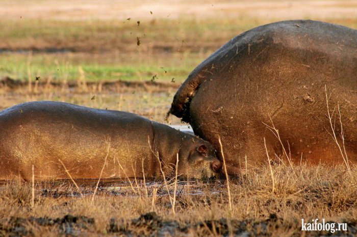 Comedy Wildlife Photography Awards 2015 (40 фото)