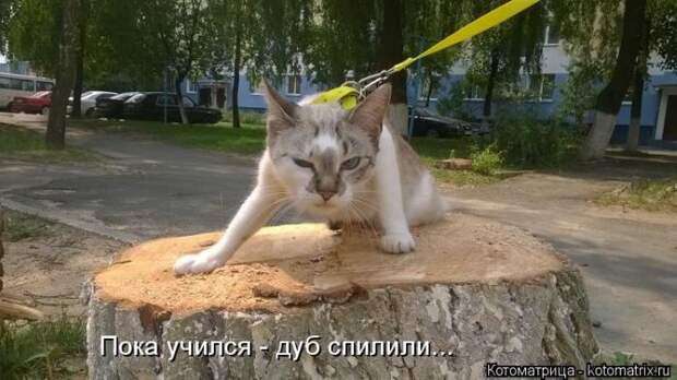 Лучшие котоматрицы недели (50 фото)