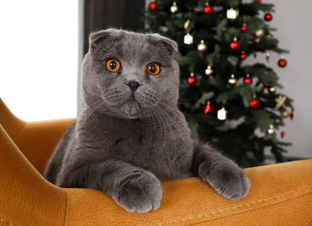 Шотландская вислоухая кошка: фото, характер и особенности породы