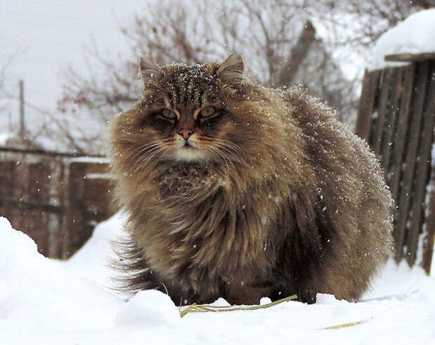 10 самых пушистых кошек в мире