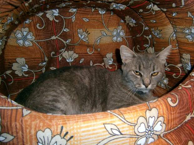 помощь коту кот отдыхает