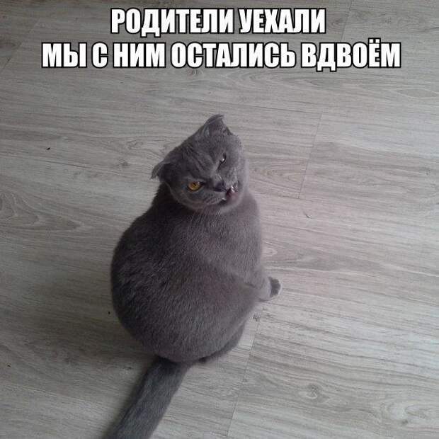 Кошачий фотопост! Кошачий фотопост! коты, юмор