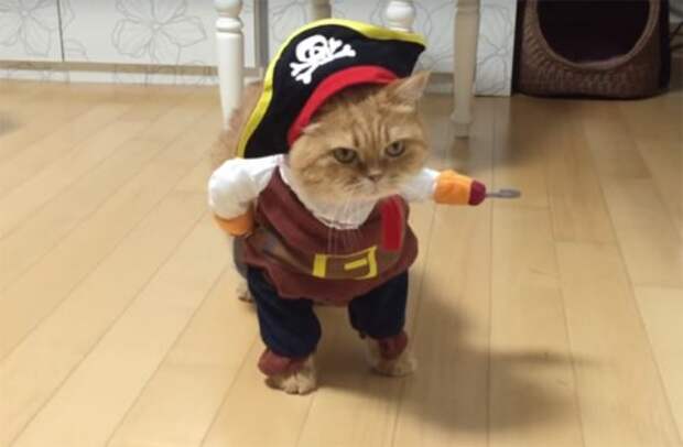 Кот-пират по кличке Зеон