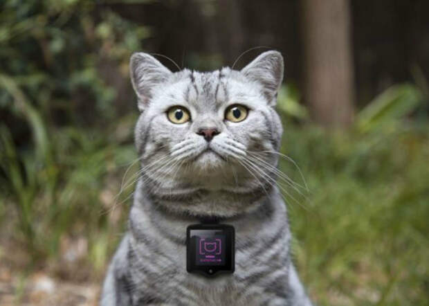Необычная функциональная фотокамера для кошек - Whiskas Catstacam.