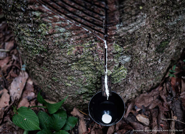 Амазонская фабрика любви