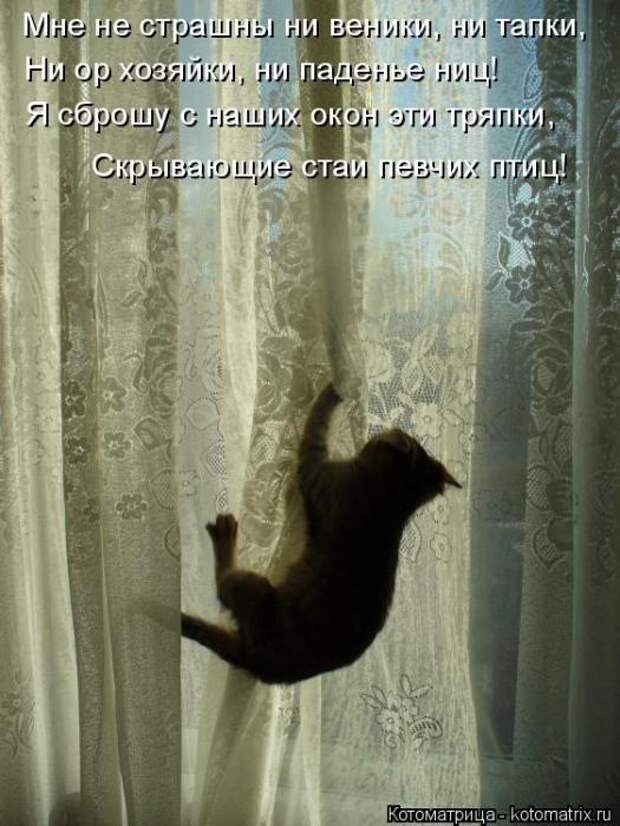 Лучшие котоматрицы недели (50 фото)